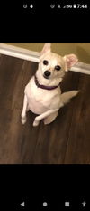 Daisy Chi