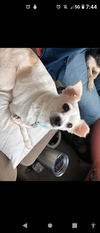 Daisy Chi