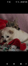 Daisy Chi