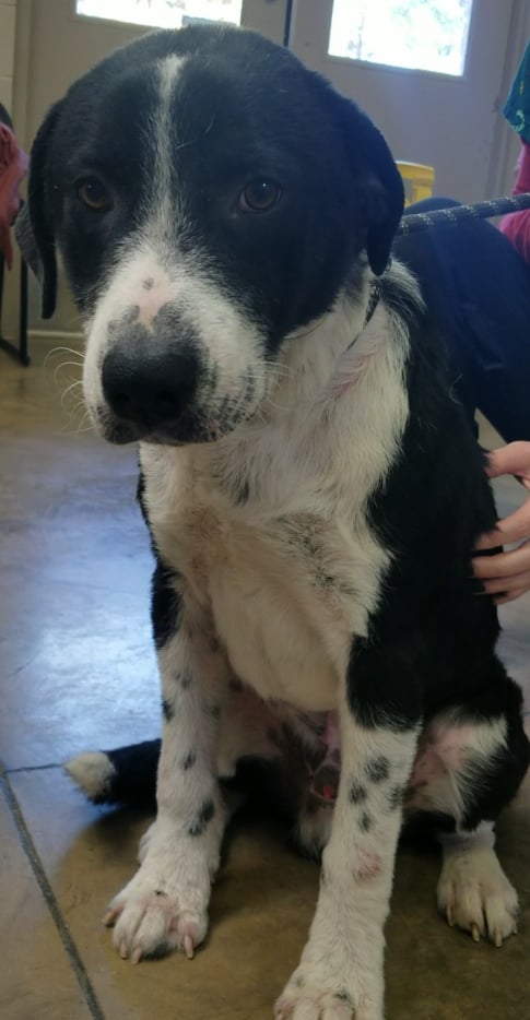 Bailey Borderboy