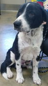 Bailey Borderboy