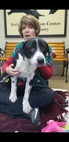 Bailey Borderboy