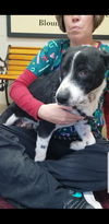 Bailey Borderboy