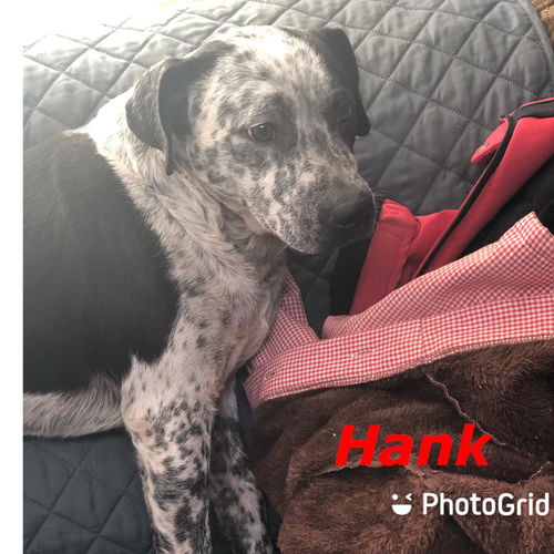 Hank