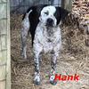 Hank