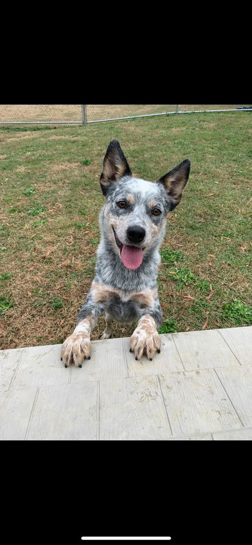 Harvey Heeler
