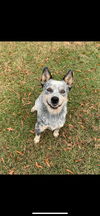 Harvey Heeler
