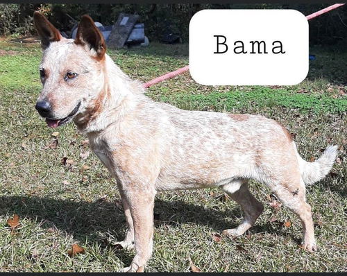BAMA