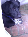 Waylon