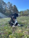 Waylon