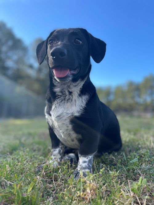 Waylon