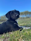 Waylon