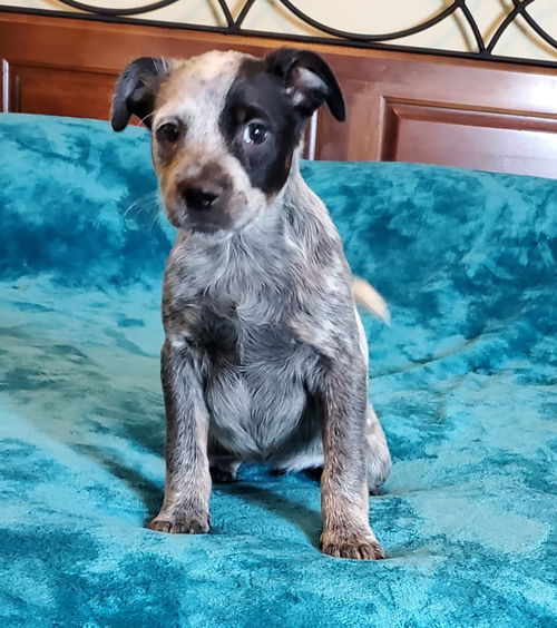 JADZIA