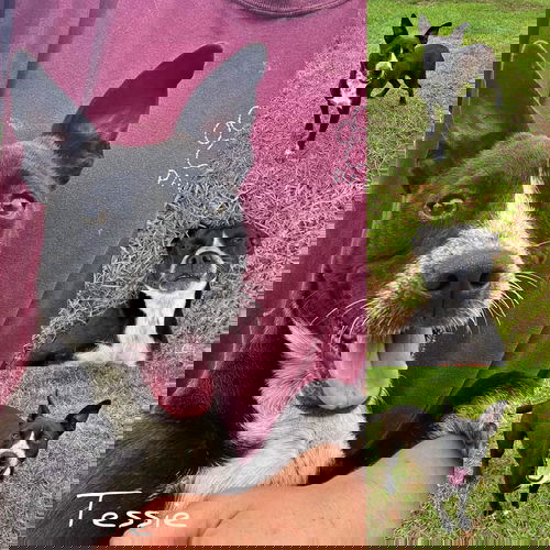 TESSIE