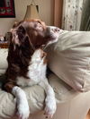 BAILEY