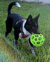 WILLOW