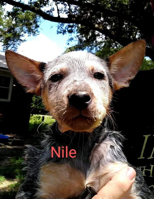 NILE