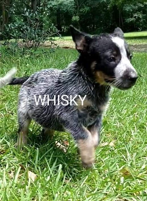 WHISKEY