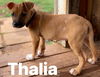 THALIA