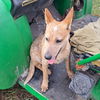 REBA THE RED