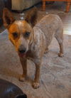 DOLLY