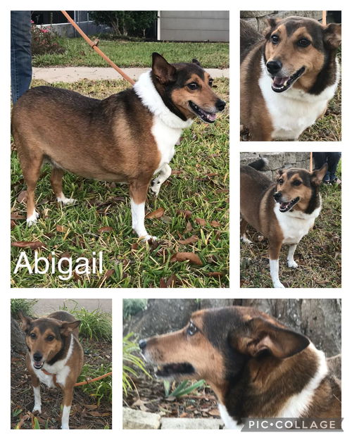 ABIGAIL