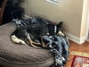 BANDIT