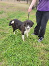 Sadie (Chipley Border Collie)