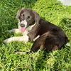 Sadie (Chipley Border Collie)