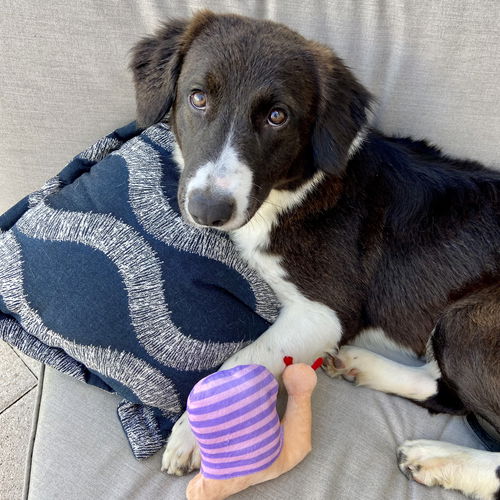 Sadie (Chipley Border Collie)