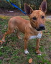 DINGO