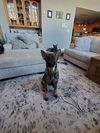 ELSA
