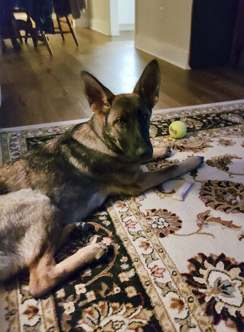 ELSA