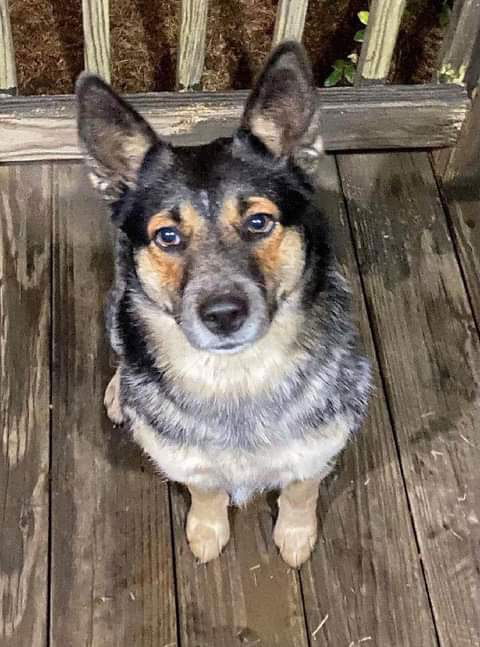 Hazel