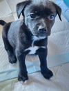 Scrappy