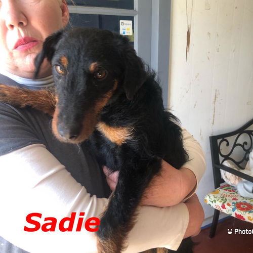 Sadie