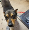 Shiloh