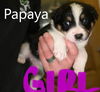 Papaya