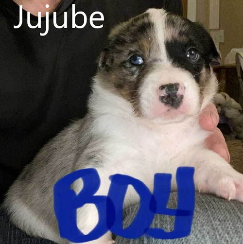 Jujube