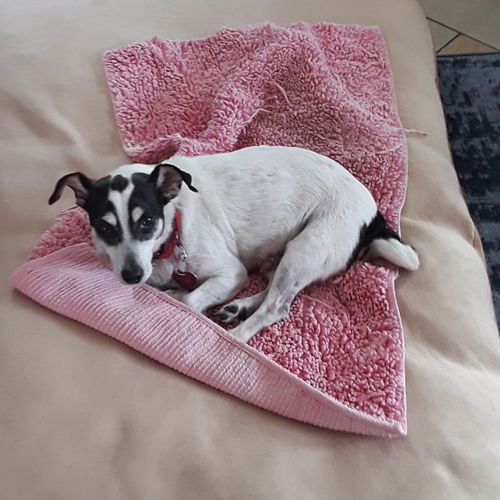 FRANKIE