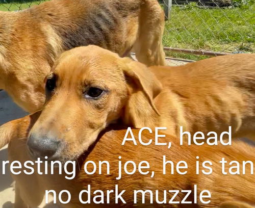 ACE