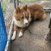 Foxie