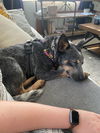 Sadie