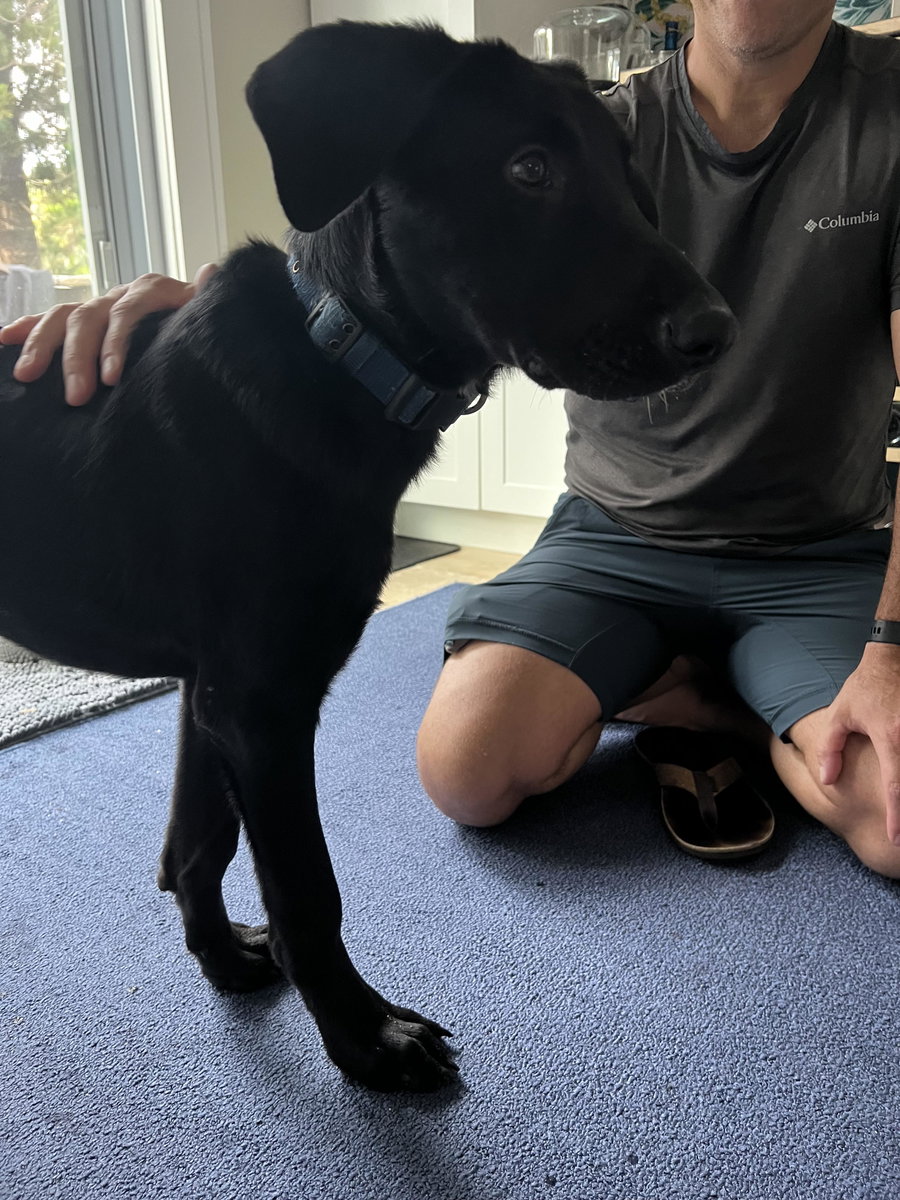 BOOMER (Lab)