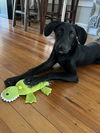 BOOMER (Lab)