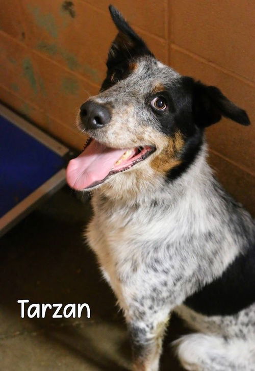 TARZAN