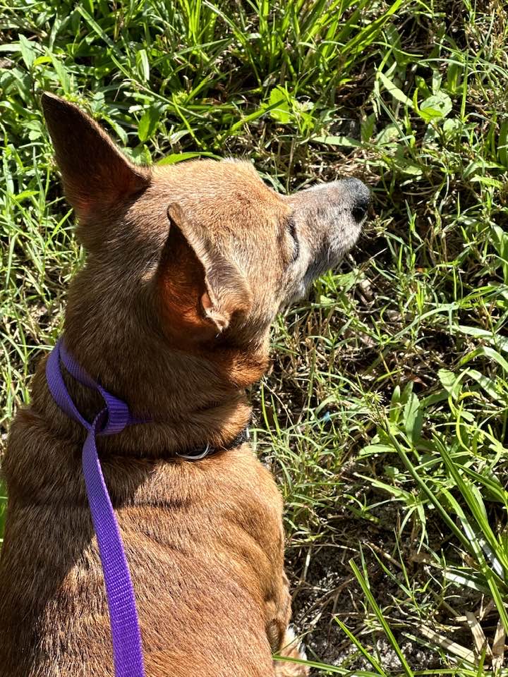 JUNE BUG