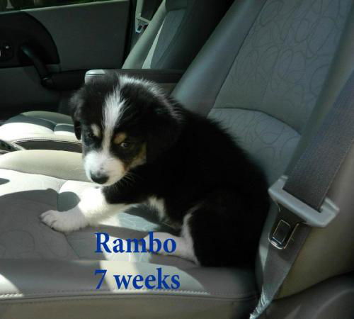 Rambo
