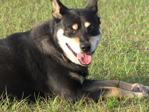 Kelpie