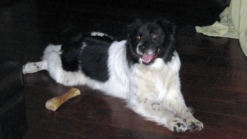 Odie